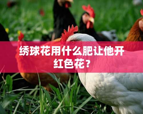 绣球花用什么肥让他开红色花？