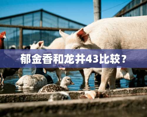 郁金香和龙井43比较？