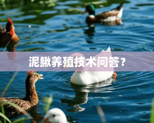 泥鳅养殖技术问答？