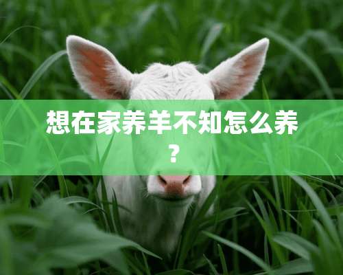 想在家养羊不知怎么养？