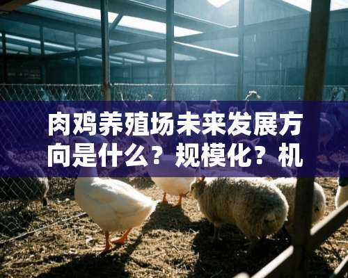 肉鸡养殖场未来发展方向是什么？规模化？机械化？还是绿色化？