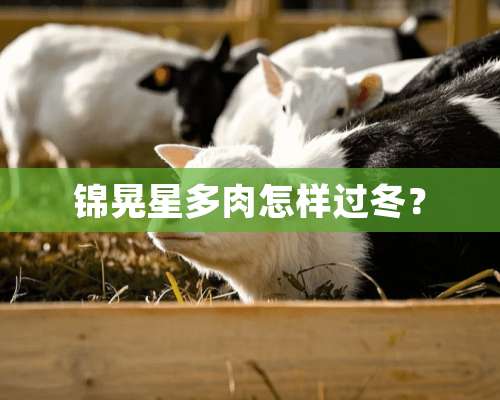 锦晃星多肉怎样过冬？