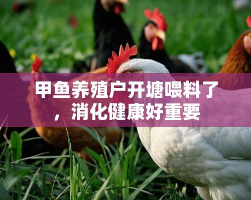 甲鱼养殖户开塘喂料了，消化健康好重要