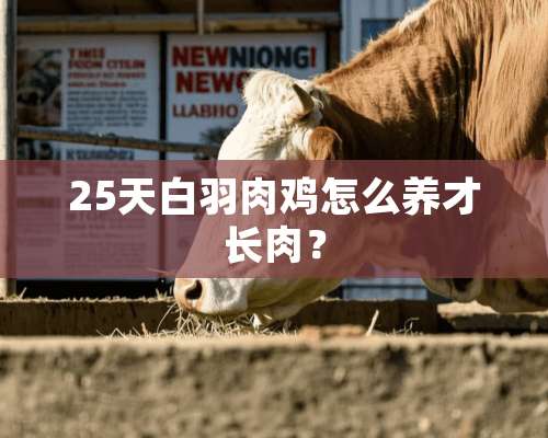 25天白羽肉鸡怎么养才长肉？