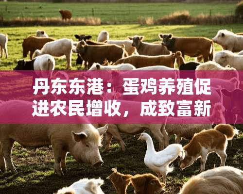 丹东东港：蛋鸡养殖促进农民增收，成致富新途径