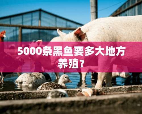 5000条黑鱼要多大地方养殖？