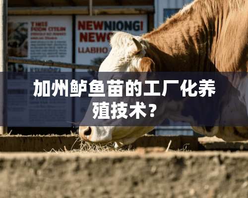 加州鲈鱼苗的工厂化养殖技术？