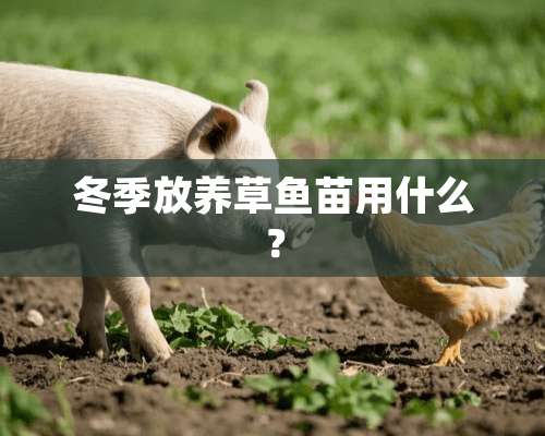 冬季放养草鱼苗用什么？