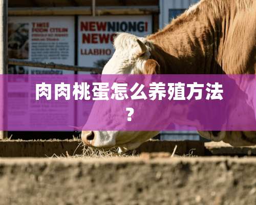 肉肉桃蛋怎么养殖方法？