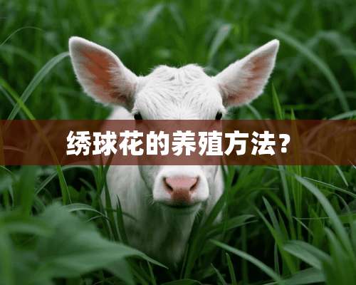 绣球花的养殖方法？