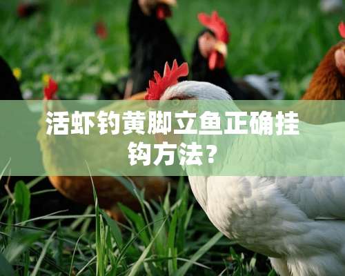 活虾钓黄脚立鱼正确挂钩方法？