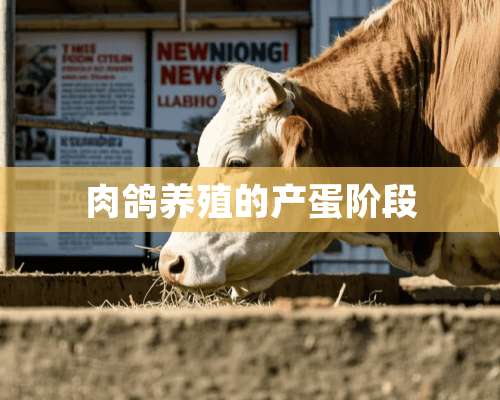 肉鸽养殖的产蛋阶段