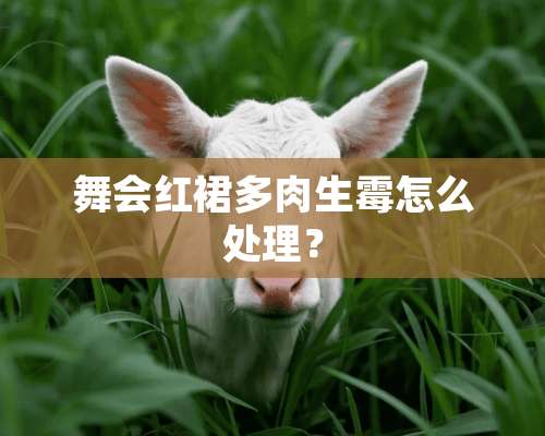 舞会红裙多肉生霉怎么处理？