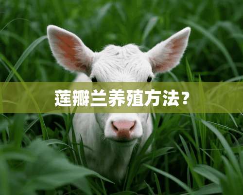 莲瓣兰养殖方法？