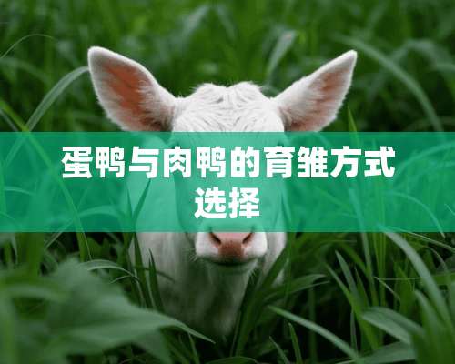 蛋鸭与肉鸭的育雏方式选择