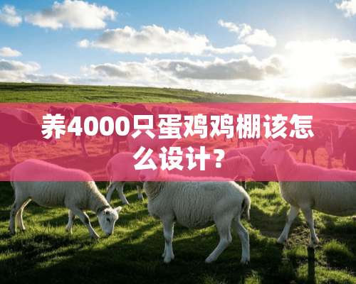 养4000只蛋鸡鸡棚该怎么设计？