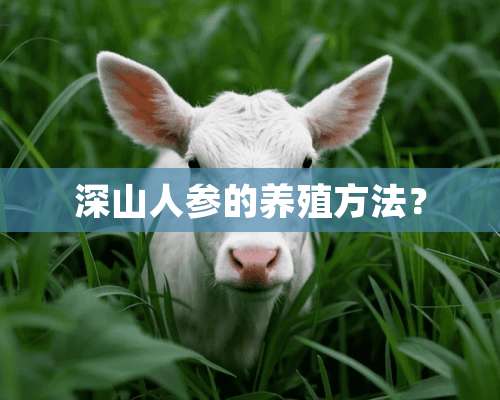 深山人参的养殖方法？