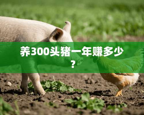 养300头猪一年赚多少？