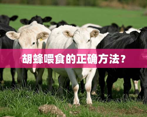 胡蜂喂食的正确方法？