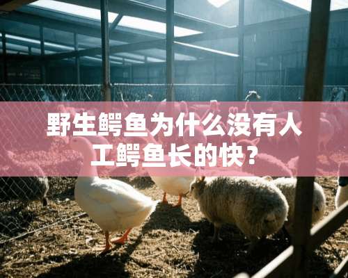 野生鳄鱼为什么没有人工鳄鱼长的快？