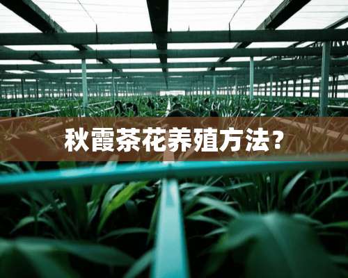 秋霞茶花养殖方法？