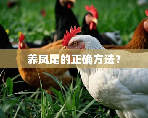 养凤尾的正确方法？