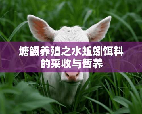 塘鲺养殖之水蚯蚓饵料的采收与暂养