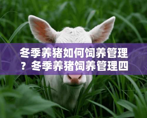 冬季养猪如何饲养管理？冬季养猪饲养管理四要点