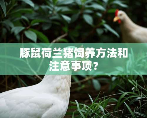 豚鼠荷兰猪饲养方法和注意事项？