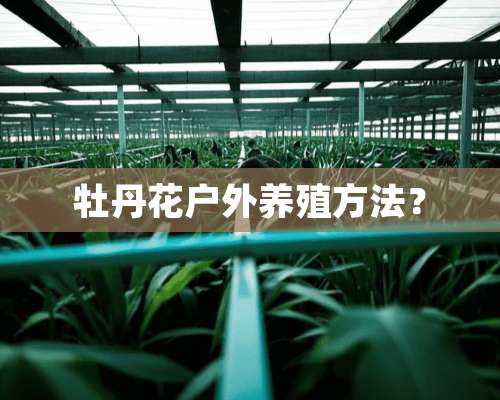 牡丹花户外养殖方法？