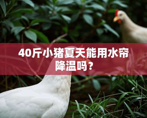 40斤小猪夏天能用水帘降温吗？