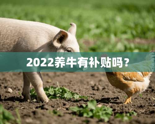 2022养牛有补贴吗？