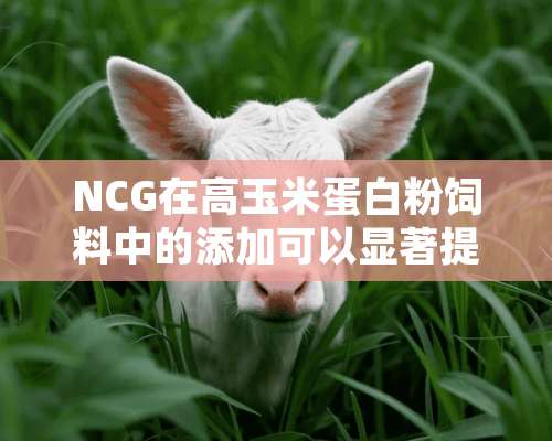 NCG在高玉米蛋白粉饲料中的添加可以显著提高鲟鱼生长速度