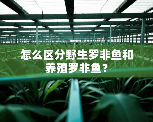 怎么区分野生罗非鱼和养殖罗非鱼？