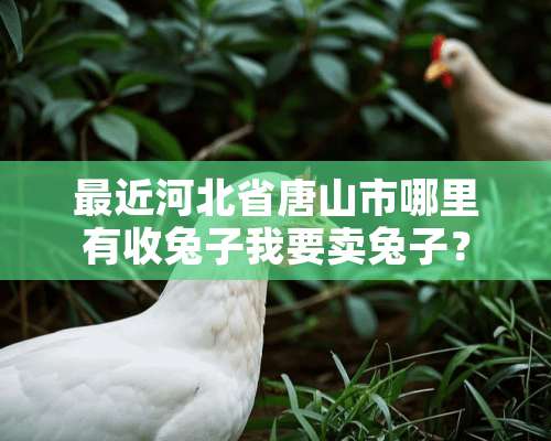 最近河北省唐山市哪里有收兔子我要卖兔子？