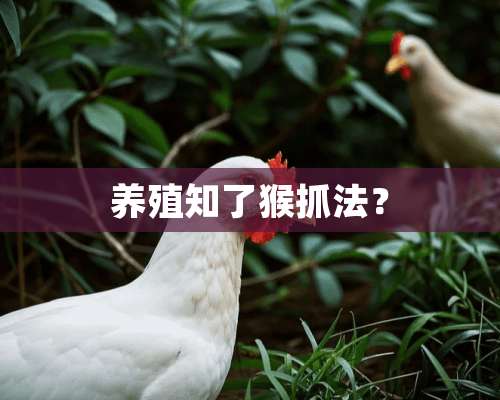 养殖知了猴抓法？