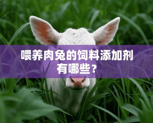 喂养肉兔的饲料添加剂有哪些？