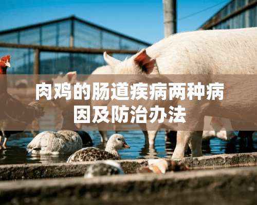 肉鸡的肠道疾病两种病因及防治办法