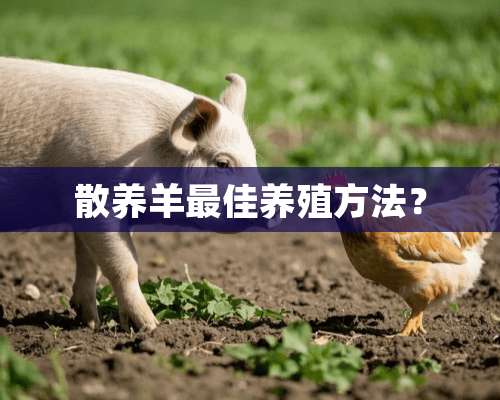 散养羊最佳养殖方法？