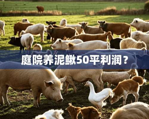 庭院养泥鳅50平利润？