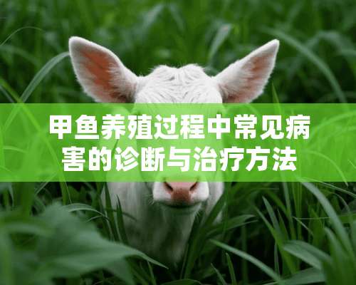 甲鱼养殖过程中常见病害的诊断与治疗方法