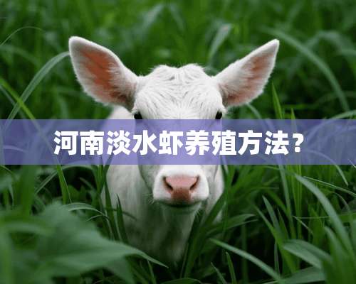 河南淡水虾养殖方法？