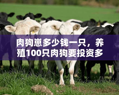 肉狗崽多少钱一只，养殖100只肉狗要投资多少钱？