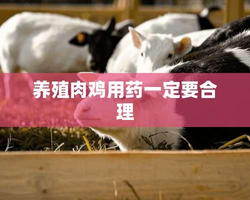 养殖肉鸡用药一定要合理