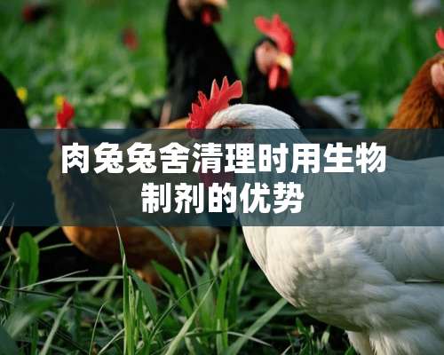 肉兔兔舍清理时用生物制剂的优势