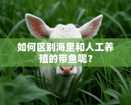 如何区别海里和人工养殖的带鱼呢？