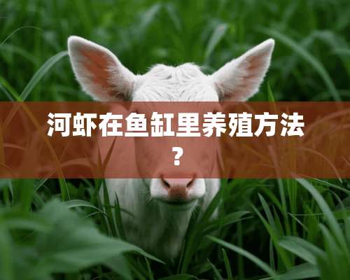 河虾在鱼缸里养殖方法？