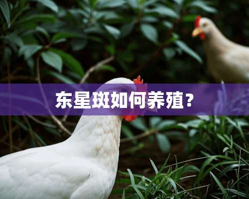 东星斑如何养殖？