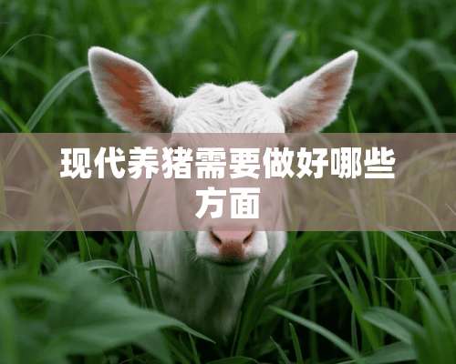 现代养猪需要做好哪些方面