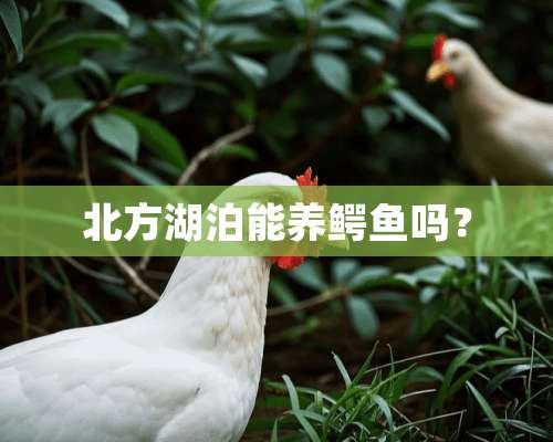 北方湖泊能养鳄鱼吗？